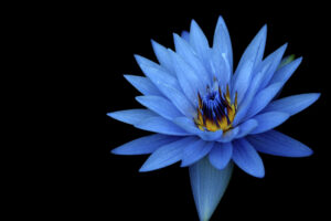 Sony Xperia Z Stock Blue Flower978156485